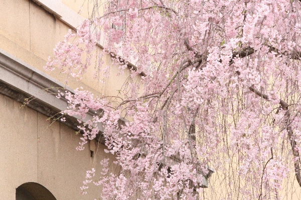 6565-15.4.15八重紅枝垂れ桜　左に外壁.jpg